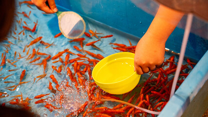 七夕祭りの金魚すくい