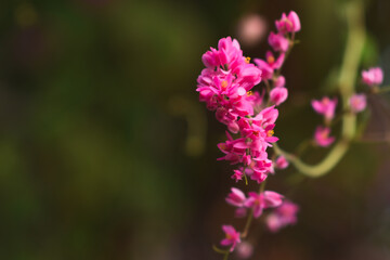 Obraz premium Pink Leptopus Antigonon flower with empty space.
