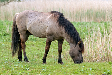 Cheval sauvage d'Europe, Tarpan , Equus caballus, réserve d’Oostvaardersplassen, Pays Bas