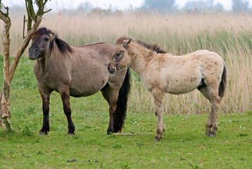 Cheval sauvage d'Europe, Tarpan , Equus caballus, réserve d’Oostvaardersplassen, Pays Bas