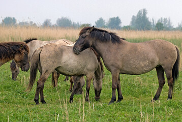 Obraz premium Cheval sauvage d'Europe, Tarpan , Equus caballus, réserve d’Oostvaardersplassen, Pays Bas