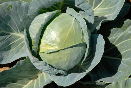 Brassica oleracea 'Cabus rond Sir' , Chou