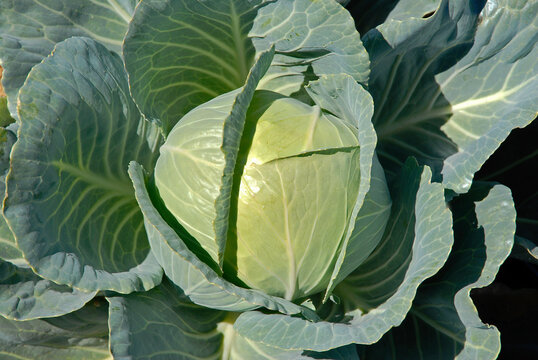 Brassica oleracea 'Cabus rond Sir' , Chou