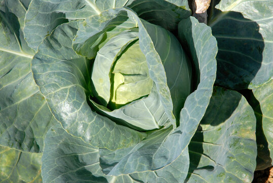 Brassica oleracea 'Poet' , Chou cabus pointu