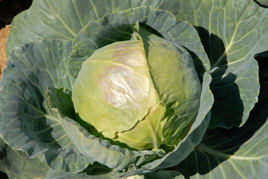 Brassica oleracea 'Altess', Chou cabus rond