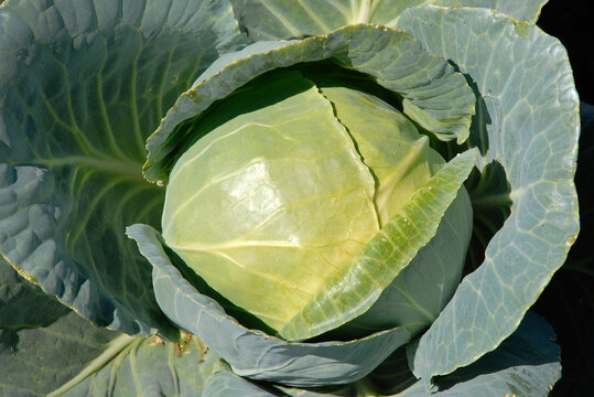 Brassica oleracea 'Altess', Chou cabus rond