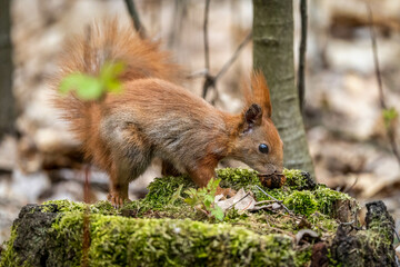 Naklejka na ściany i meble Red squirrel eating a nut in the park