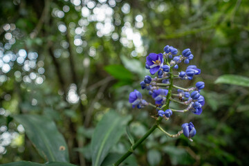 Flowers of "Dichorisandra thyrsiflora J.C.Mikan", known in Brazil as "Cana de macaco azul". The exuberance of the Atlantic Forest flora in the Niterói Municipal Park, in the state of Rio de Janeiro.