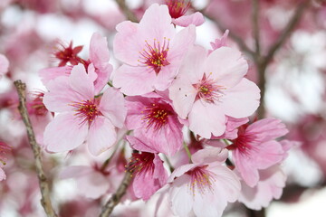 Big pink cherry blossoms in full bloom
