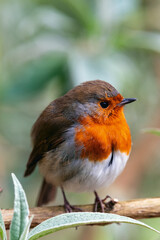 robin redbreast in the woods close up shot