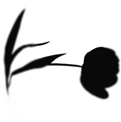 Floral Shadow Shape, overlay shadow effect isolated on transparent background