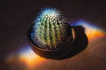 A vibrant cactus stands tall, its spiky arms adorned with a kaleidoscope of colours. The rainbow...