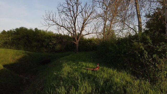 Pheasant in natural habitat