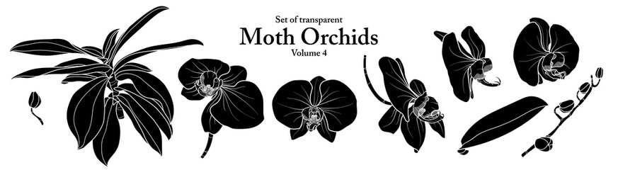 A series of isolated flower in cute hand drawn style. Silhouette Moth Orchids on transparent background. Drawing of floral elements for coloring book or fragrance design. Volume 4. - obrazy, fototapety, plakaty