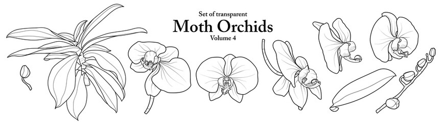 A series of isolated flower in cute hand drawn style. Moth Orchids in black outline and white plain on transparent background. Floral elements for coloring book or fragrance design. Volume 4.