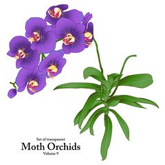 A series of isolated flower in cute hand drawn style. Moth Orchids in vivid colors on transparent background. Drawing of floral elements for coloring book or fragrance design. Volume 9.
