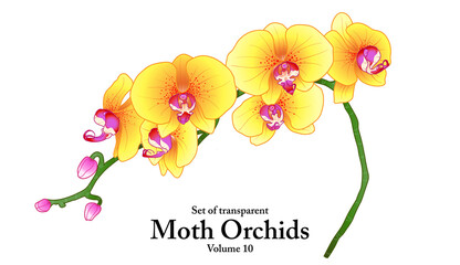A series of isolated flower in cute hand drawn style. Moth Orchids in vivid colors on transparent background. Drawing of floral elements for coloring book or fragrance design. Volume 10.