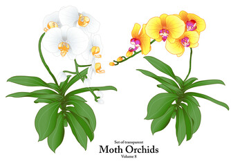 A series of isolated flower in cute hand drawn style. Moth Orchids in vivid colors on transparent background. Drawing of floral elements for coloring book or fragrance design. Volume 8.