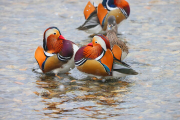The mandarin duck (Aix galericulata) is a perching duck species native to the East Palearctic. This...