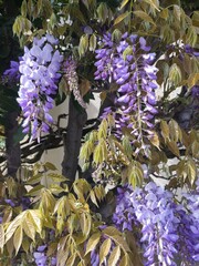 Glycine (Wisteria) ou arbustes à fleurs en grappe roses ou violettes, annonce de la saison de printemps, en plein soleil, jolie décoration de jardin urbain, feuillage à coloration jaune ou verte,  - obrazy, fototapety, plakaty