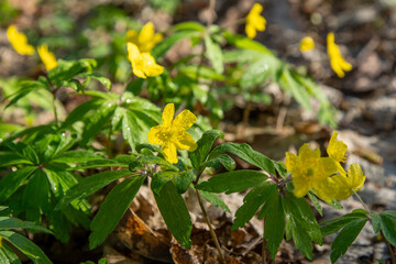 Yellow wild flowers. Anemone nemorosa plant bud. Botanical leaf