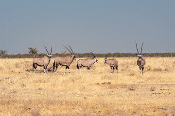 Orix Antelope near Street Namibia Africa Red Sand