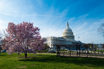The capitol, american spring, spring in congress. Blossom spring in Washington DC. Capitol building...