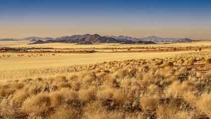 Naklejka premium huge sand dunes in the Namib Desert with trees in the foreground of Namibia