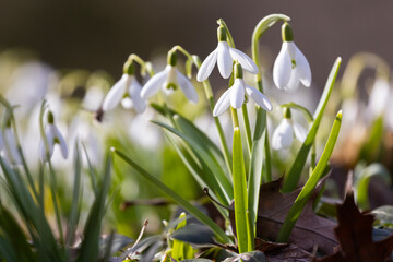 Galanthus nivalis, the snowdrop or common snowdrop - obrazy, fototapety, plakaty