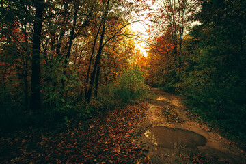 Autumn forest nature. Road with puddles in the autumn forest Scenery of nature with sunlight - 781393643