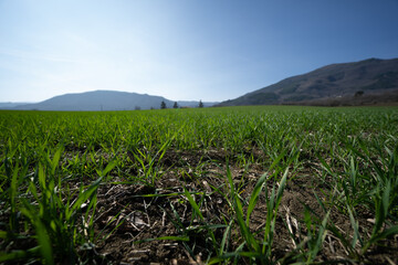 Close-up of a cultivated field with green sprouts. Cultivation in the hills. Organic farming concept
