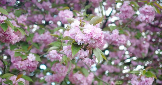 Cerisier sous la pluie
