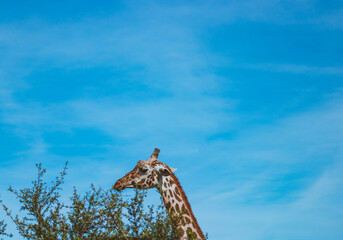 A towering giraffe gracefully leans into the verdant foliage, delicately munching on tender tree leaves. - obrazy, fototapety, plakaty