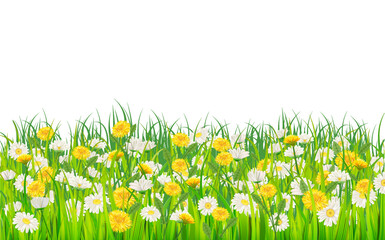 Banner summer landscape rural field green grass, daisy, dandelion flowers