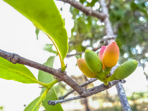 Dendrophthoe falcata or Mistletoe &ndash; a partial parasite
