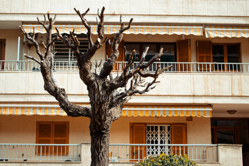 A poignant image depicting a moldy tree standing in front of an apartment building, symbolizing...