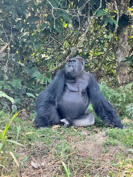 Silverback Gorillas in dzanga sangha national park, central african republic 