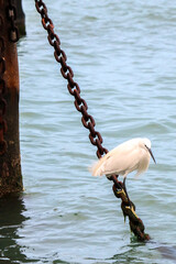 A white little egret (heron bird) with its yellow feet perched on chains, looking into the Venetian lagoon
