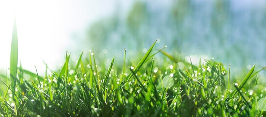 Fresh green grass banner with dew drops in morning sunlight. Beautiful nature closeup field...