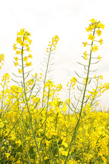 Beautiful texture and bright yellow flowers of a rapeseed (Brassica napus) field, blooming in the spring season