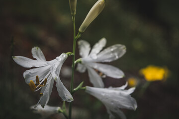 close up of a white flower