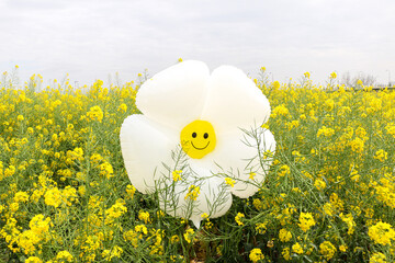 A daisy shaped balloon with smiling face fallen in the middle of a rapeseed (Brassica napus) field surrounded by bright yellow flowers. Spring, summer, happy, joy, mental health concept