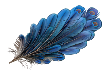 Feathers of a peacock isolated on a transparent background