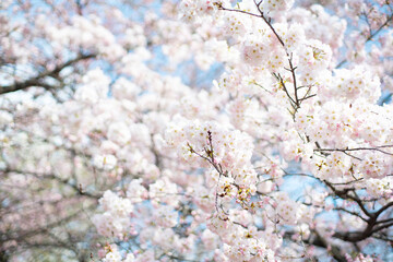 満開の桜