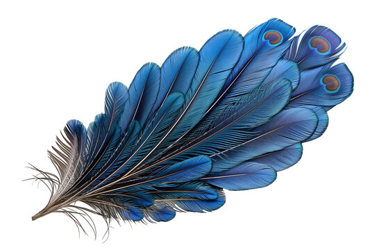 Feathers of a peacock isolated on a transparent background
