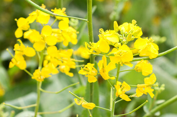 Close up of the texture and bright yellow hues of rapeseed flowers (Brassica napus) blooming in the spring summer seasons