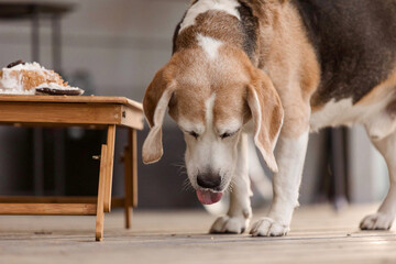 Beagle dog breed eating delicious cake. Dog food, dog bakery