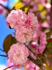 pink cherry blossom