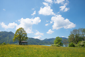 buttercup meadow with gazebo under a tree, spring landscape upper bavaria