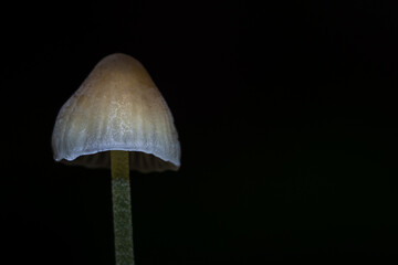 Psilocybin Mushrooms growing in the wild - Edible wild psychedelic mushrooms 